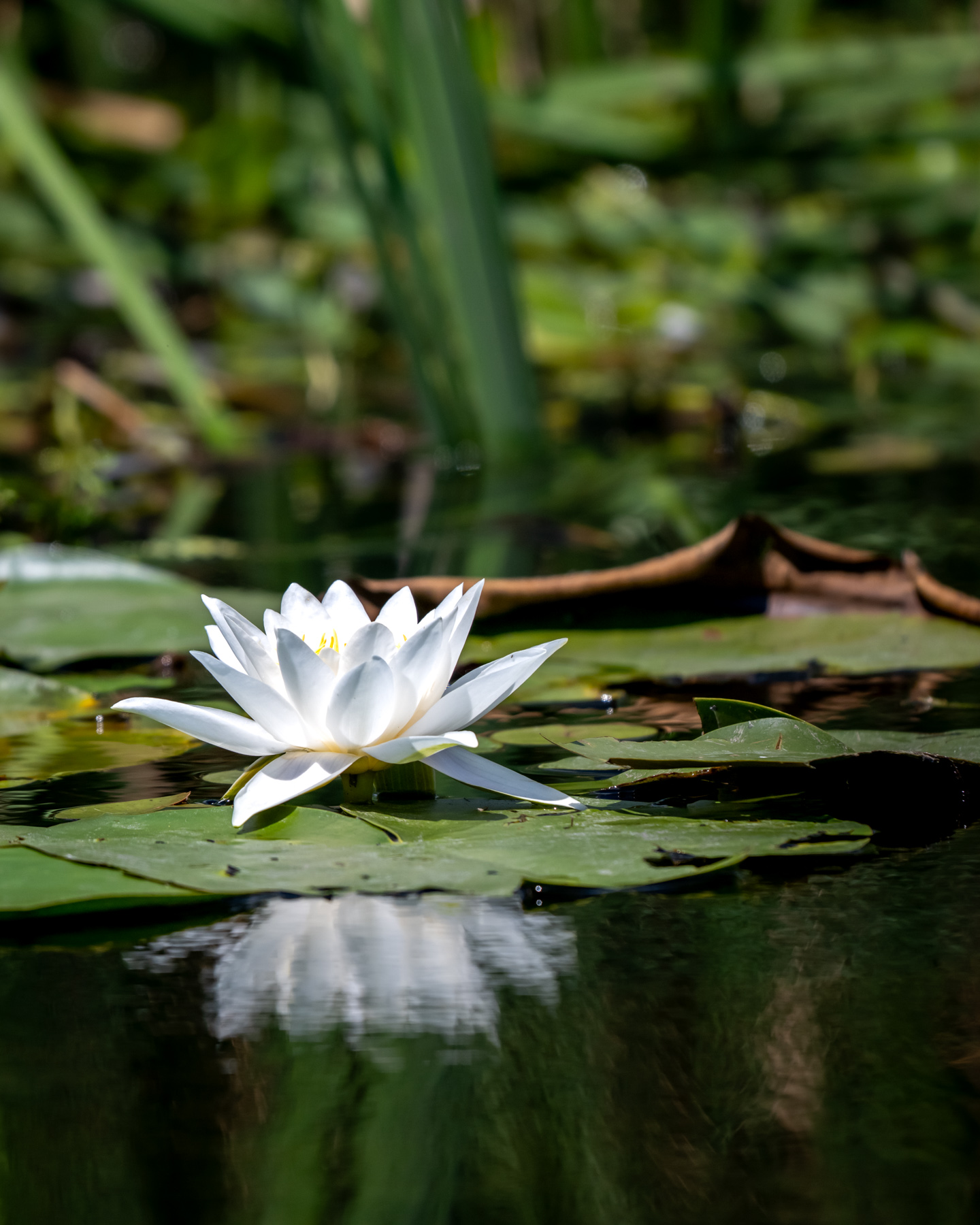 Aripile Deltei – Fauna sălbatică din Delta Dunării și Cetatea Enisala
